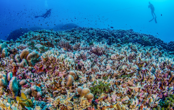 World’s Largest Coral Colony Discovered in Solomon Islands, Offering Hope Amidst Oceanic Threats